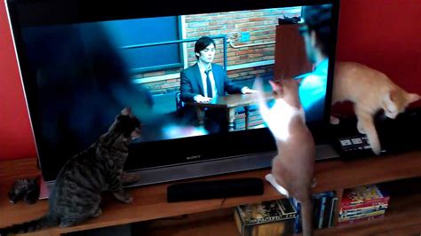 Dog cat resistant screen paw proof window screen pet screen mesh. Cat scratching Sony LED TV screen - YouTube