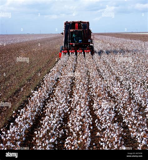 Automated Cotton Picking Machine Harvests A Texas Cotton Field Stock