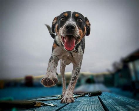 Hes Definitely A Happy Dog Dog Photography Dog Photograph