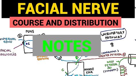 Facial Nerve Anatomy Notes Youtube