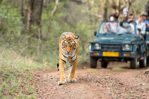 Madhya Pradesh Wildlife Tour Package Mp Tourism Jungle Safari