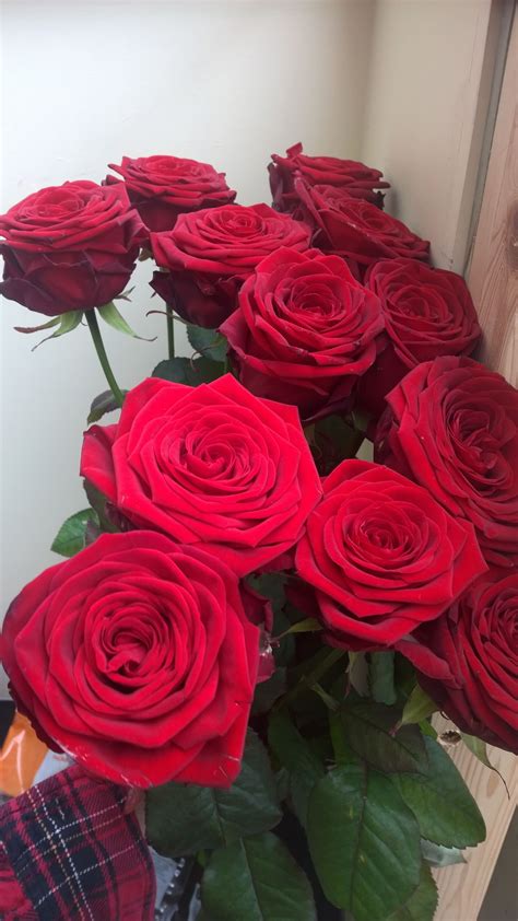 Gifting flowers for valentine's day isn't exactly groundbreaking, but it's always nice. These were given to me on Valentine's Day. They're so ...
