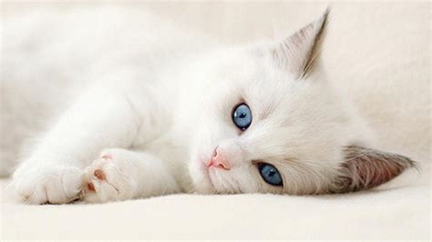 White Cat Wallpapers Wallpaper Cave