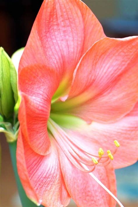 We did not find results for: Amaryllis und Ritterstern richtig pflegen | NDR.de ...