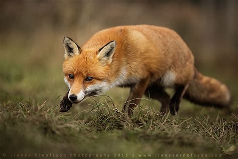 Sneaky Fox By Linneaphoto On Deviantart Wildlife Photography Animal