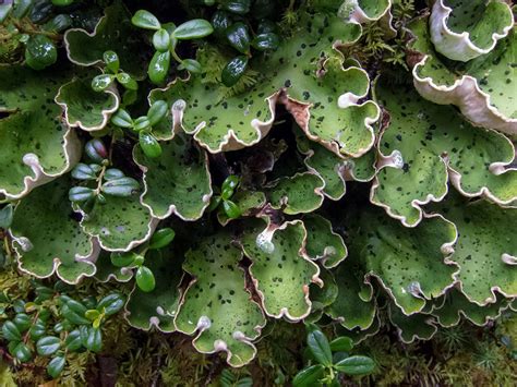 Most people can manage typical, mild cases of lichen planus at home, without medical care. Lichens of the Arctic (U.S. National Park Service)