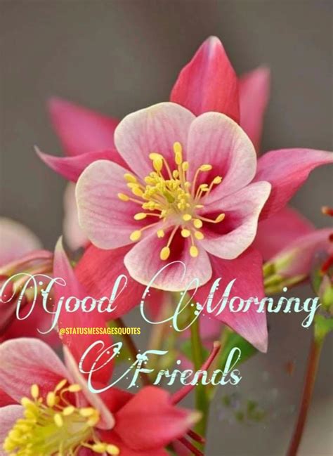 Good Morning Friend Flower Good Morning Friends