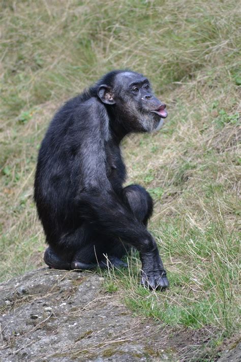 Picture Of A Funny Chimpanzee About Wild Animals