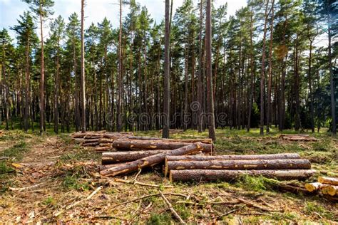 Forest Being Cut Down Turning Into A Dry Lifeless Field Stock Photo
