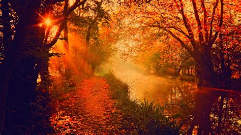 River Between Trees During Golden Time Hd Wallpaper Wallpaper Flare