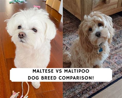 Maltese Vs Maltipoo Dog Breed Comparison 2024 We Love Doodles