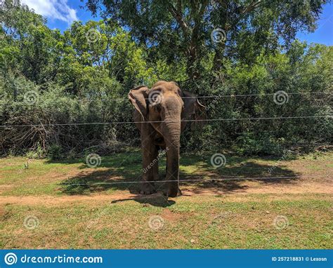 Udawalawe National Park Where You Can See Wild Animals In Their
