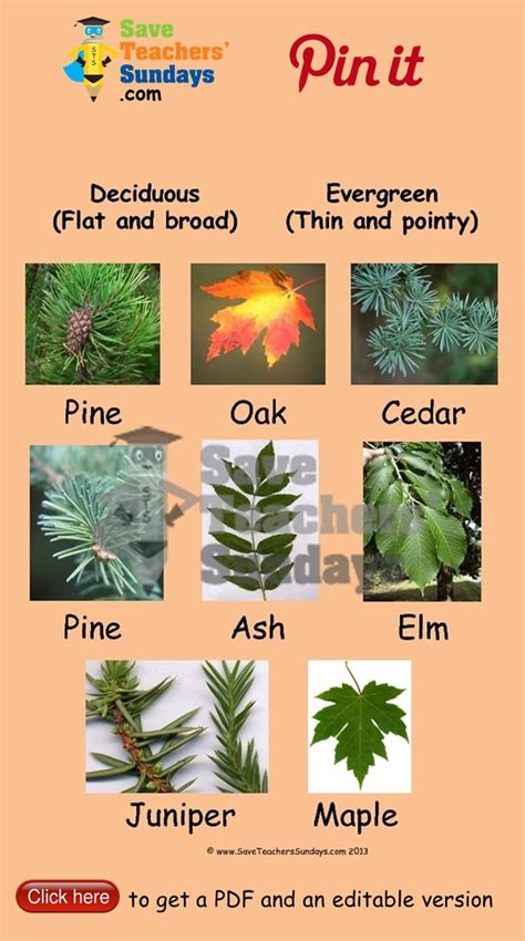 Classify Leaves As Deciduous Or Evergreen Worksheets Go To