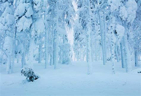 Csfoto 5x3ft Background For Frozen Heavy Snow On Trees Winter Forest