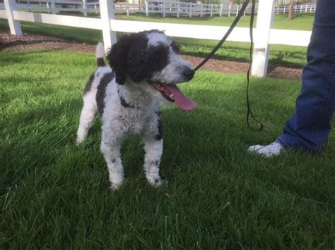 Washington county, hillsboro, or id: Australian Shepherd-Poodle (Toy) Mix puppy for sale in ...
