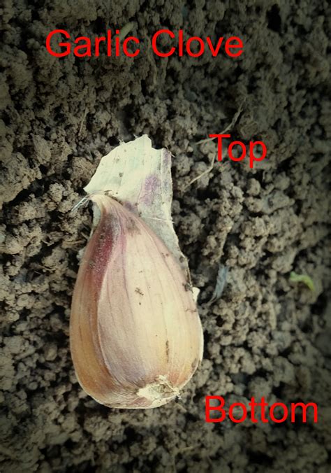 Garlic Clove How To Plant Greenside Up