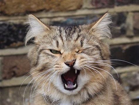 80 Best Winking Cats Images On Pinterest Cats Kitty Cats And