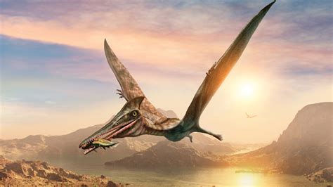 Pterosaurs Werent All Super Sized In The Late Cretaceous