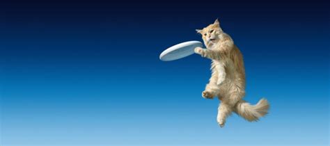 Frisbee Cat Its A Cat Astrophe