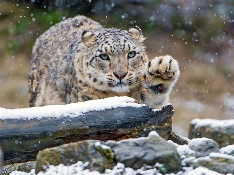 Snow Leopard Paws