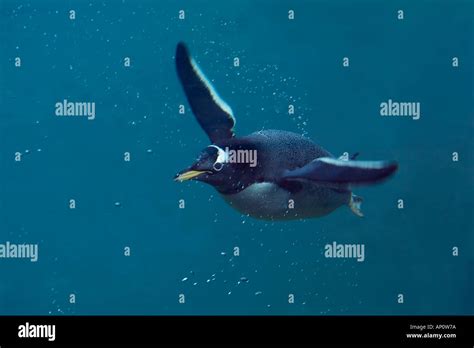 Gentoo Penguin Swimming Underwater Pygosalis Papua Stock Photo Alamy