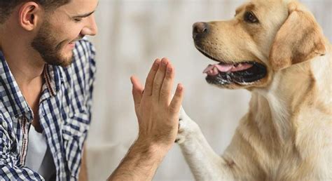 Amistad Del Hombre Con El Perro Se Inició Hace 11 Mil Años Animales