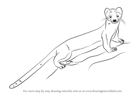 Step By Step How To Draw A Long Tailed Weasel