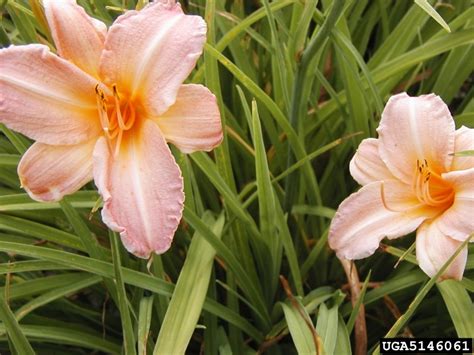 Daylily Hemerocallis Spp Liliales Liliaceae 5146061