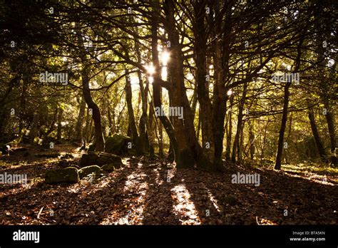 Sunlight Shining Through Trees In The Forest Stock Photo Alamy