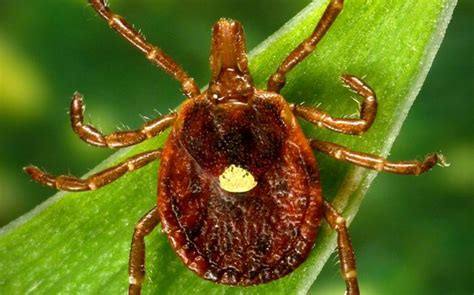 Small Tick Bite Could Trigger Life Changing Allergy