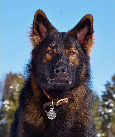 Ddr Long Coat Black Sable German Shepherd Favorite Dog Breeds