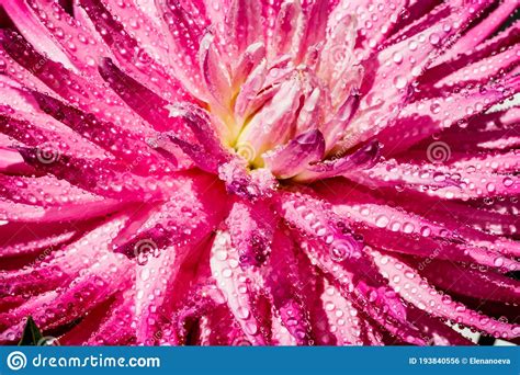 Pink Dahlia Flower With Raindrops Growing In The Garden Stock Photo Image Of Purple Bright