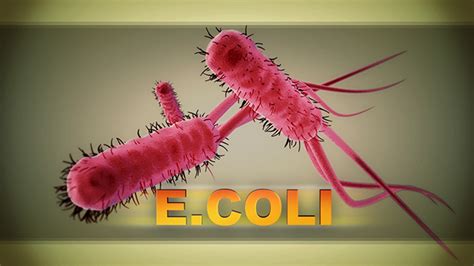Cdc Mysterious E Coli Outbreak Sickens 72 People Across 5 States