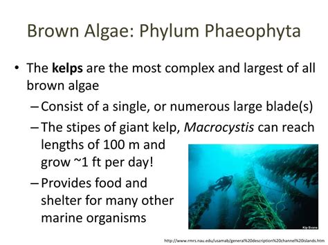 Ppt Brown Algae Phylum Phaeophyta Powerpoint Presentation Free
