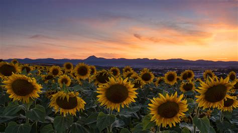 Sunflowers With Backgound Of Sunset Sky During Evening