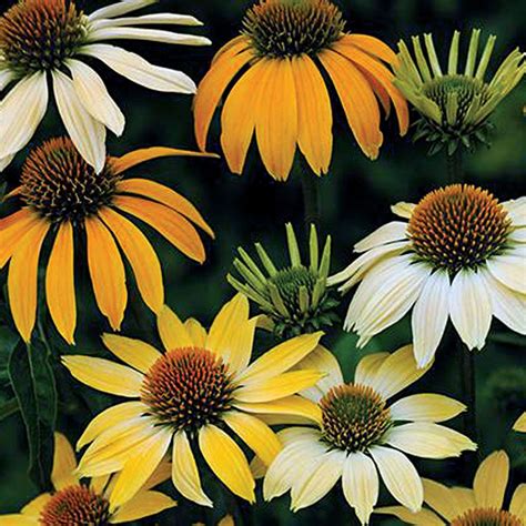 Mellow Yellows Coneflower Seeds From Park Seed Echinacea Yellow