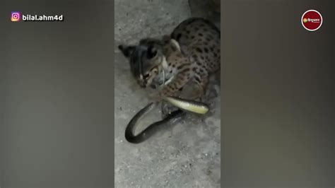 Snake And Cat Fight Viral Video You Will Be Shocked Seeing The