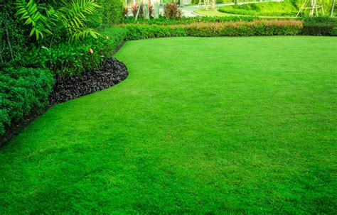 Decorative Garden Green Lawn The Front Lawn For Background Rozelle