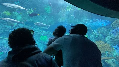 Aquarium Of The Pacific Reopens Indoor Exhibits To Visitors