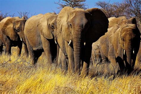 Elefanti In Namibia Juzaphoto