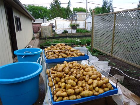 Store healthy potatoes in a dark, dry place. potatoes | SPIN-Farming - A New Way to Learn to Farm