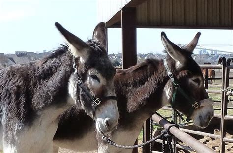 —paul and betsy hutchins, founders, the american donkey and mule society. Romulus and Remus 2013 - The American mammoth donkey ...