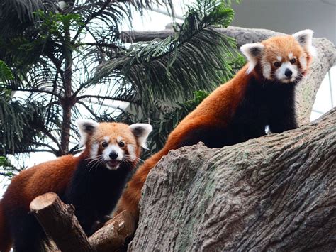 Cute Giant Panda Kaikai Jiajia And Lele At River Wonders 2022 Vlog