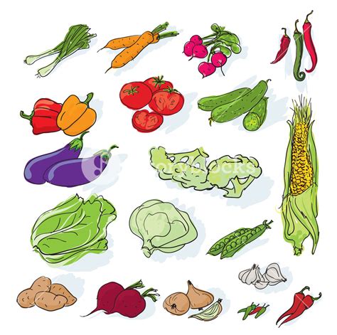 Hand Drawn Vegetables Set Vector Royalty Free Stock Image Storyblocks