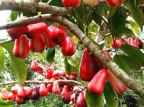 Tropical Taste Of Hawaii The Mouthwatering Mountain Apple Dengarden