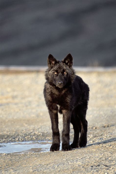 7 cabins to book online direct from owner for black wolf. Wildlife in Denali National Park : Close-up Photos of ...