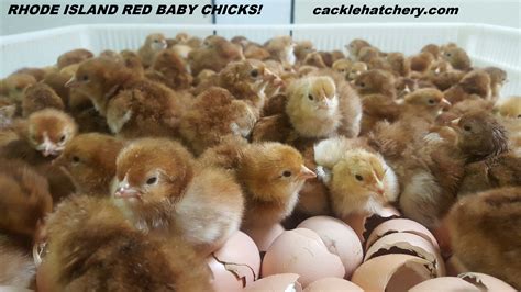 Rhode Island Red Baby Chicken Chicks For Sale Cackle Hatchery