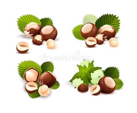 Hazel Nut Compositions Set Food Vector Isolated Stock Vector