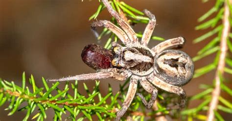 10 Spider Facts That Will Give You The Creeps