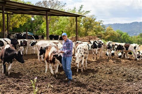 Farmer Cowboy At Cow Farm Ranch Stock Photo Image Of Profession